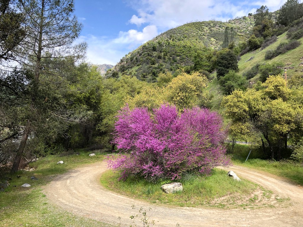 Blooming redbud and green hills in the Merced River recreation area