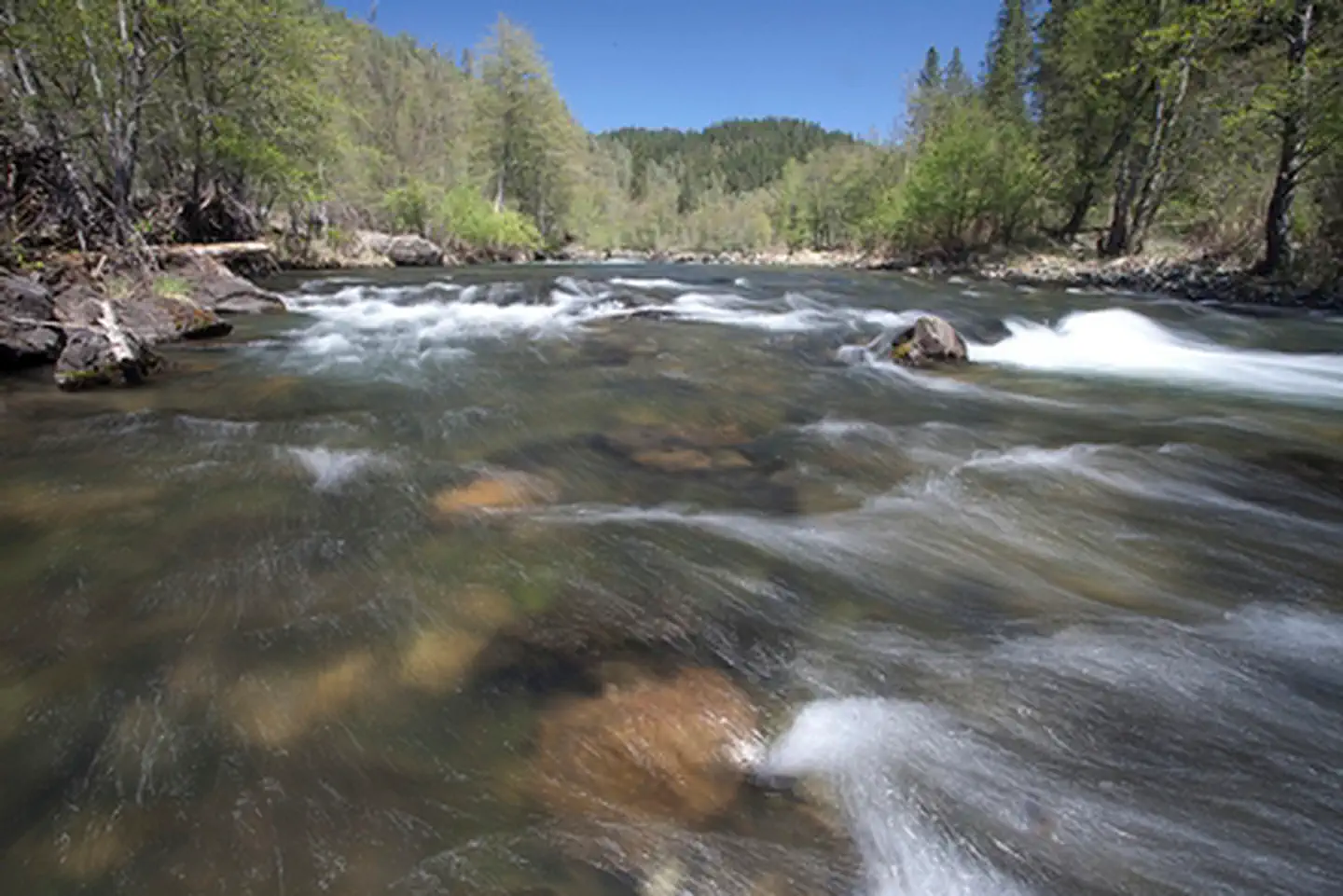 The Trinity River running through a forested Northern California valley